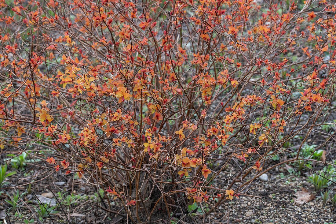 Japanischer Spierstrauch (Spiraea japonica) 'Goldflame' in Herbstfarben