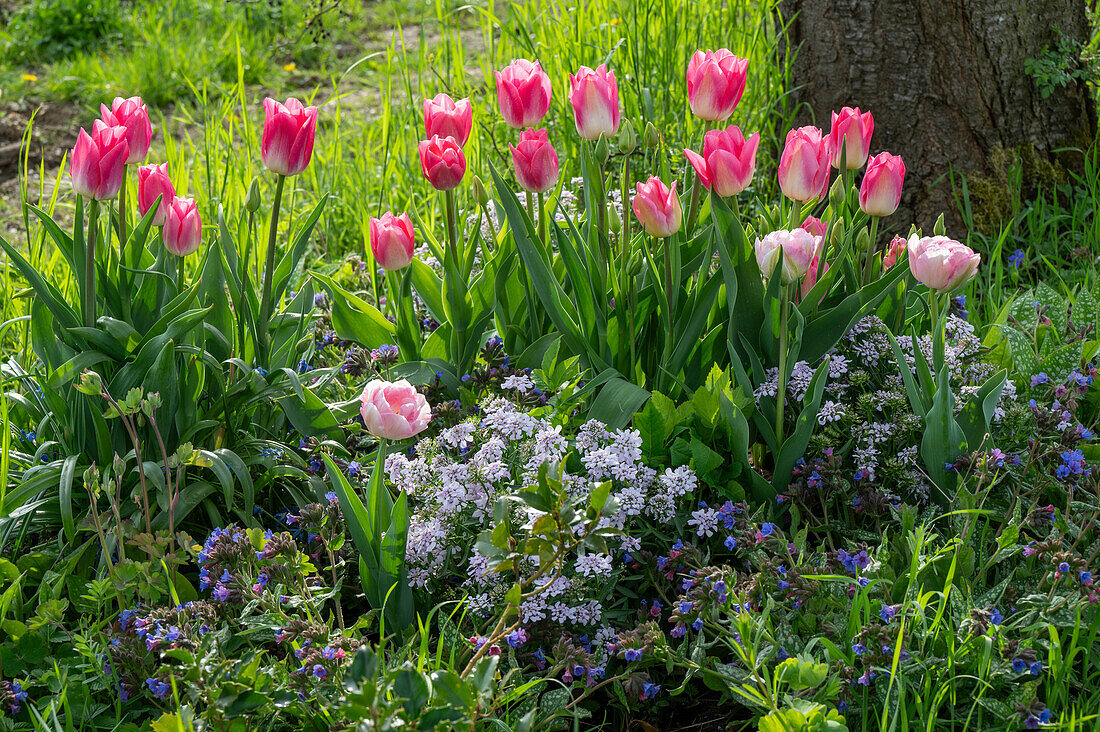 Tulpe 'Holland Chic', 'Angelique', Schleifenblume 'Amethyst' (Iberis), Geflecktes Lungenkraut im Beet