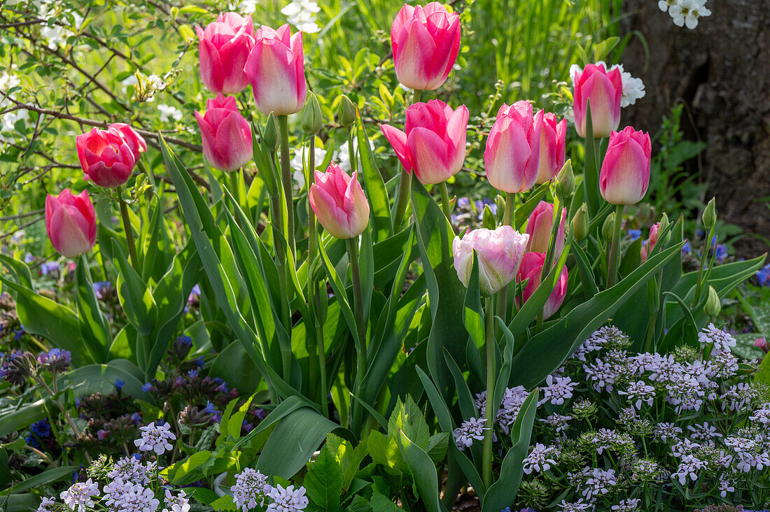Tulip 'Holland Chic' (Tulipa), bow flower 'Amethyst' (Iberis) in the garden