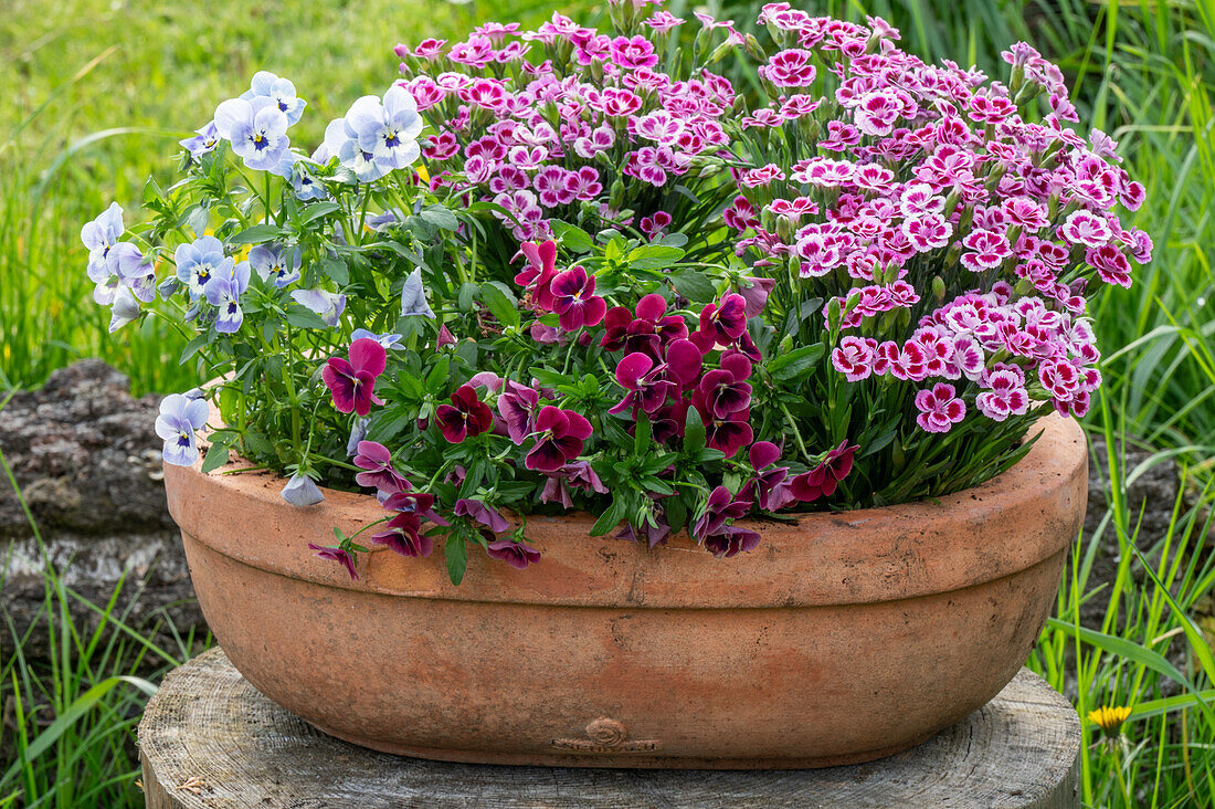 Horned violets (Viola Cornuta) and Dianthus in a flower pot on the patio