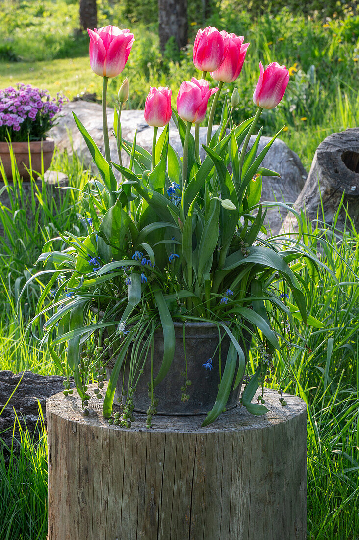 Tulips 'Holland Chic' (Tulipa) and bluestem (Scilla Siberica) in a flower pot in the garden