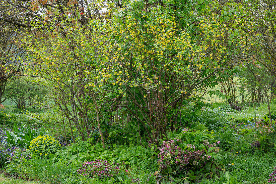 Natural garden with golden currant, lily of the valley (Helleborus orientalis), lungwort, cushion spurge