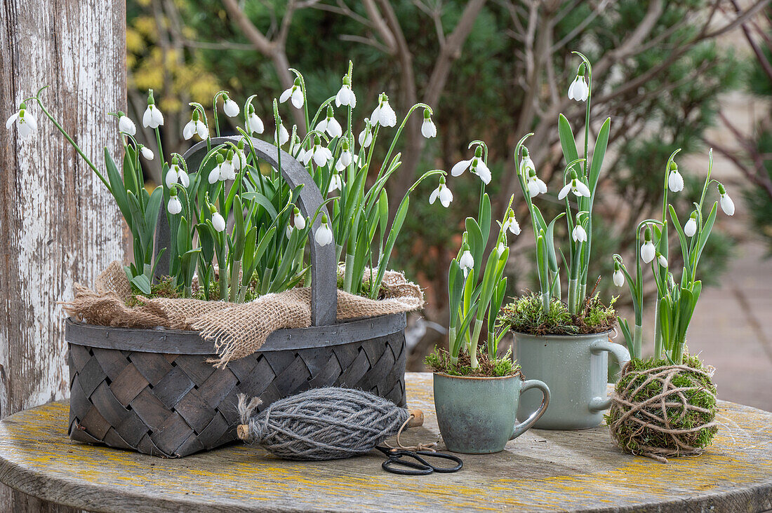 Snowdrops (Galanthus Nivalis) planted in wicker basket and cups with moss, string and tools on patio table