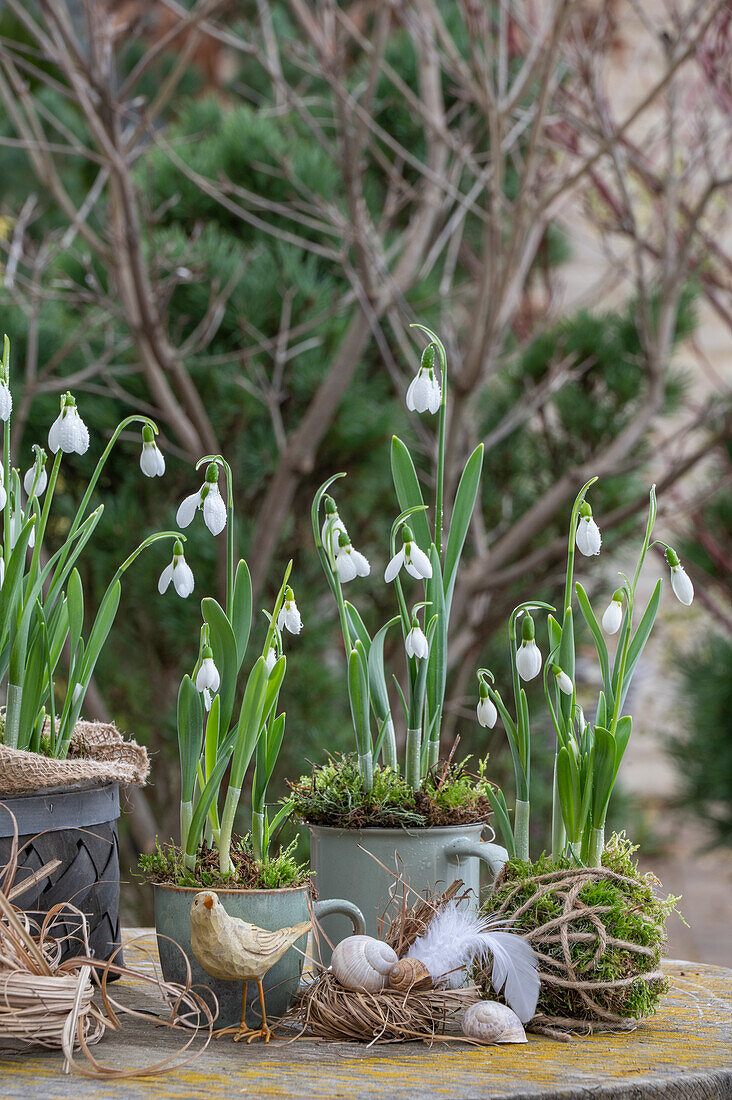 Snowdrop (Galanthus Nivalis) planted in wicker basket and cups, straw nest, feathers, bird figurine and snail shell as decoration