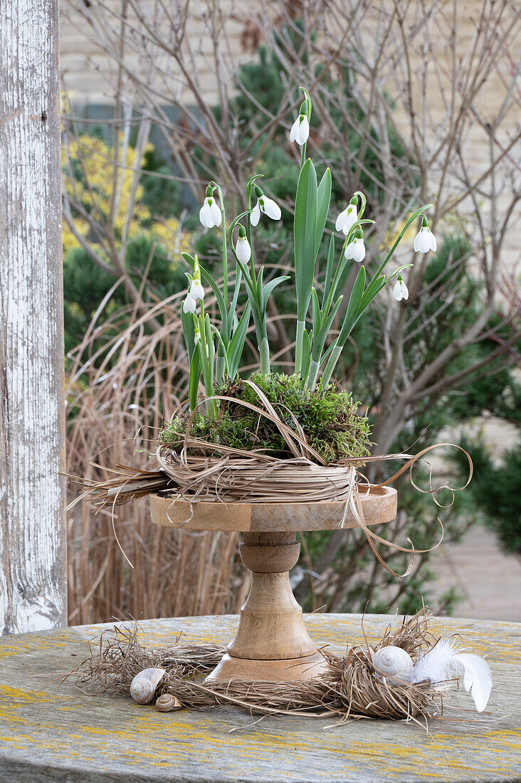 Snowdrops (Galanthus Nivalis) planted on an etagere in moss and straw nest