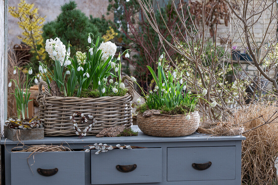 Schneeglöckchen (Galanthus Nivalis), Hyazinthen (Hyacinthus), Traubenhyazinthen 'White Magic' in Pflanzkörben auf alter Kommode