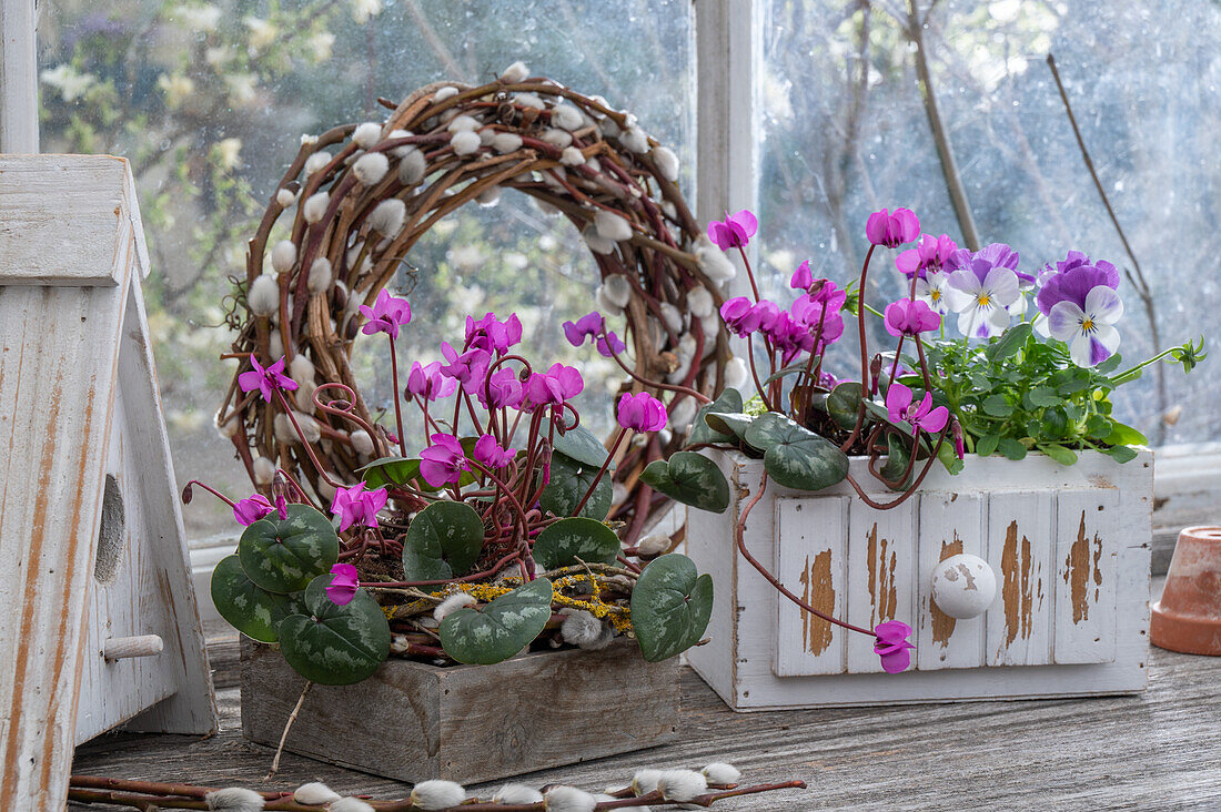 Frühlingsalpenveilchen (Cyclamen coum) und Hornveilchen (Viola Cornuta) in alte Holzkisten eingepflanzt, mit Kranz aus Palmkätzchen vor Fenster von Gartenschuppen