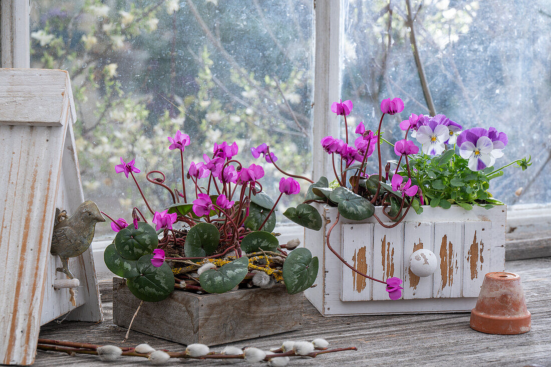 Frühlingsalpenveilchen (Cyclamen coum) und Hornveilchen (Viola Cornuta) in alte Holzkisten eingepflanzt, vor Fenster von Gartenschuppen