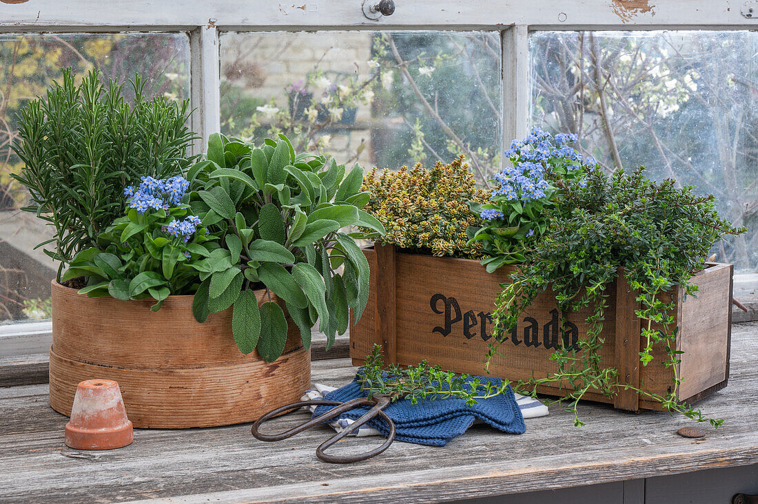 Forget-me-not, lemon thyme, sage, savoury, rosemary in herb pot in garden shed