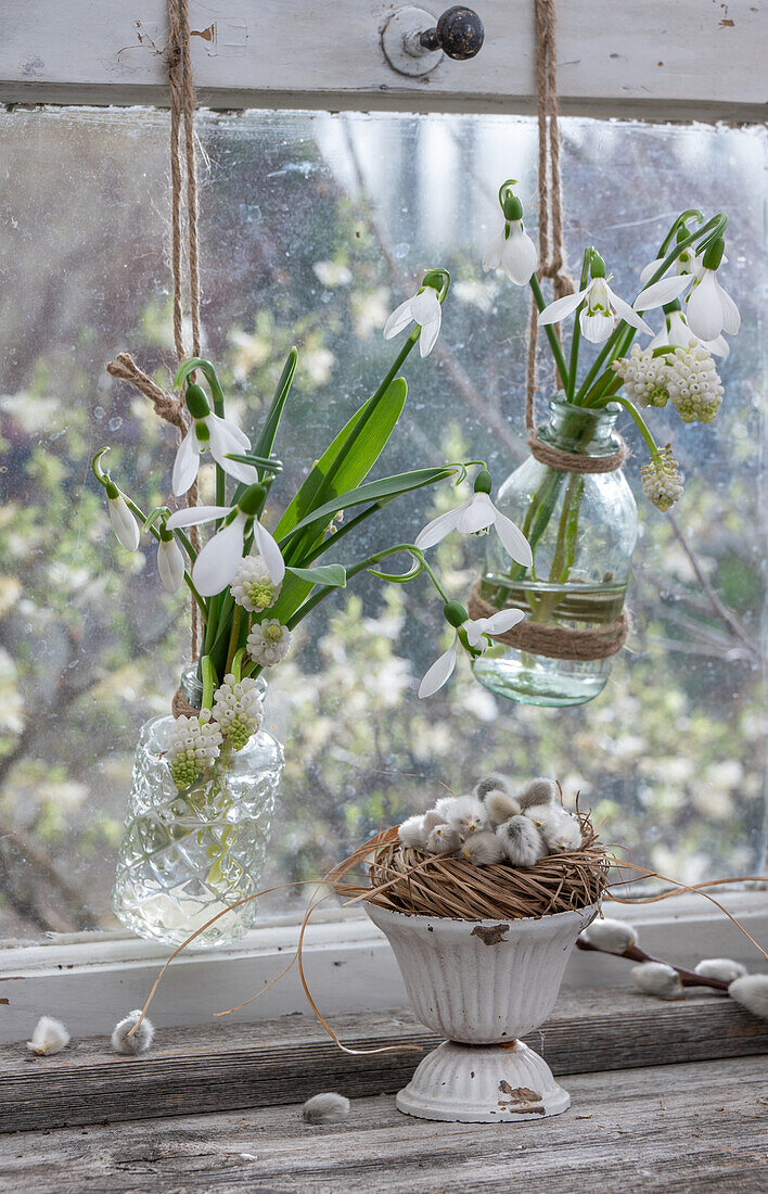 Grape hyacinth 'Withe Magic' (Muscari) and snowdrops (Galanthus) in hanging flower vases in front of the window