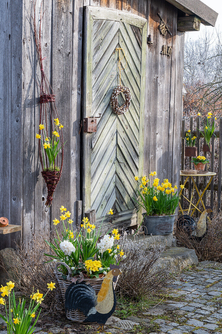 Daffodils 'Tete a Tete' (Narcissus) and 'Tete a Tete Boucle', hyacinths, grape hyacinth 'White Magic' and primroses in a wicker basket on the patio next to the rooster figure