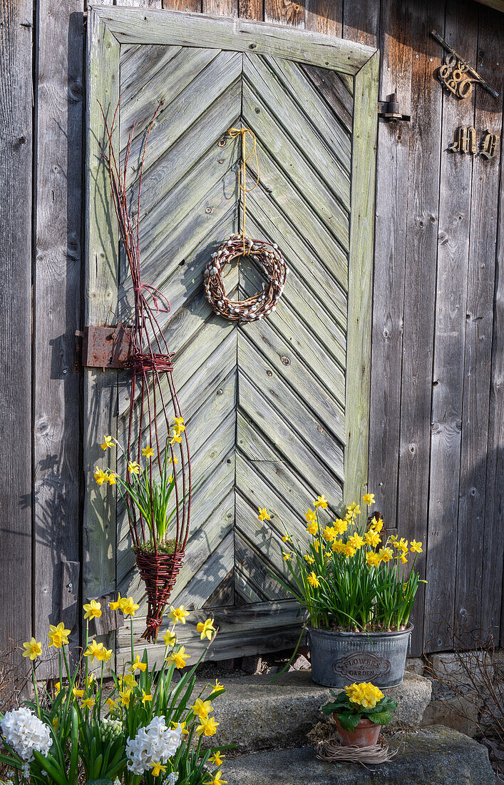 Narcissi 'Tete a Tete' (Narcissus) and 'Tete a Tete Boucle', hyacinths and primroses in pots on the patio