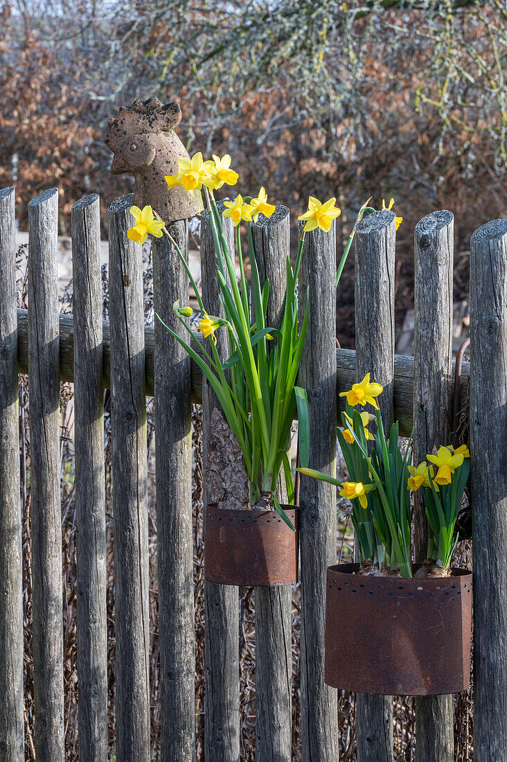 Narzissen 'Tete a Tete' (Narcissus) in Töpfen an Zaun hängend