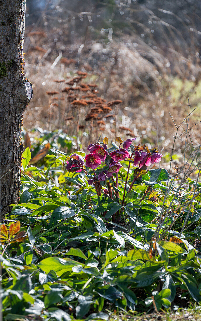 Spring rose 'Winterangel' (Helleborus Orientalis) in the garden