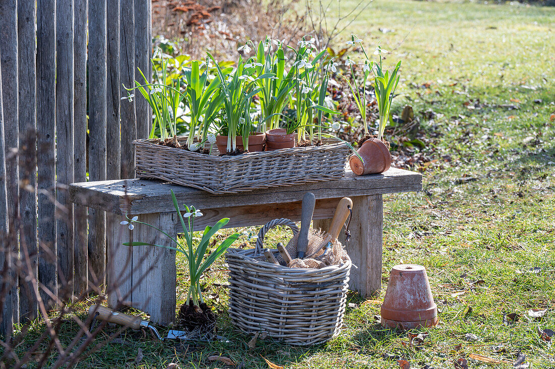 Snowdrops (Galanthus Nivalis) in pots before planting on a wooden bench