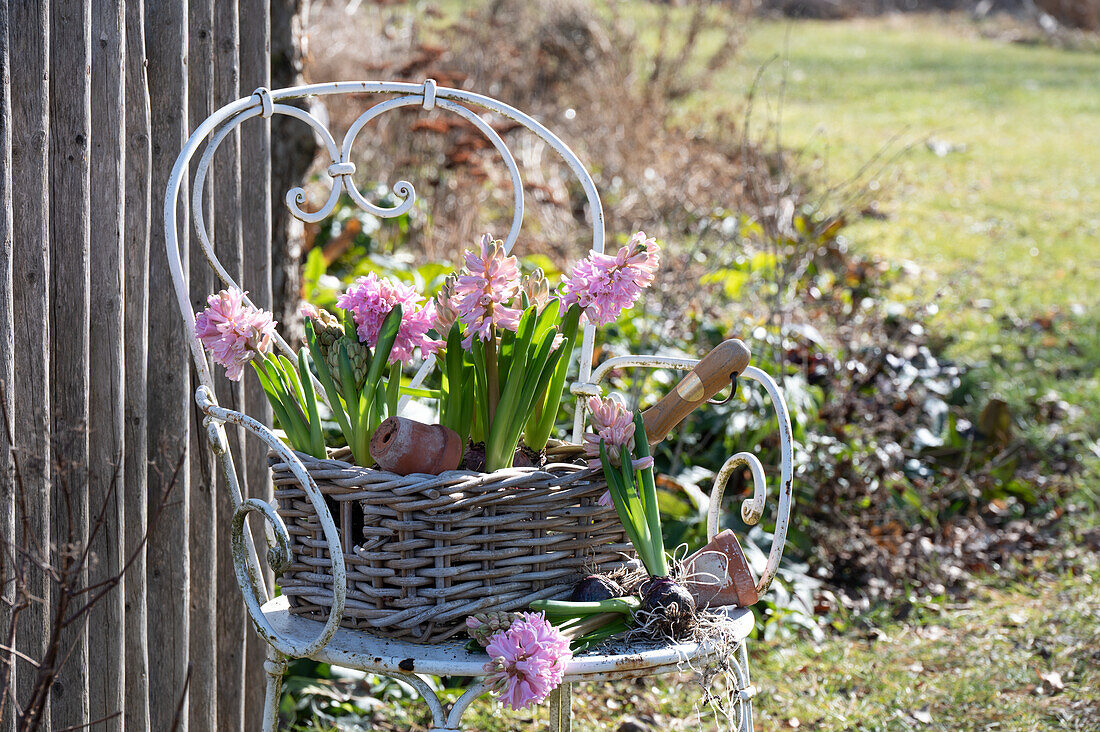 Hyacinths (Hyacinthus) in wicker basket on garden chair during planting