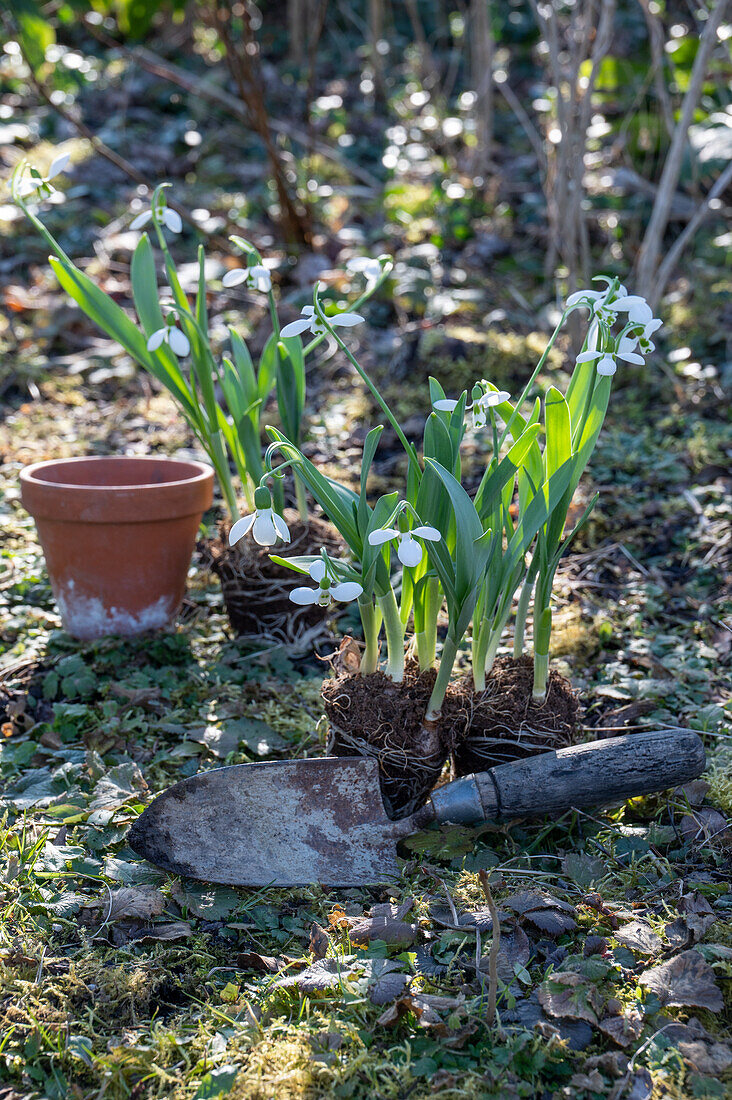 Schneeglöckchen (Galanthus Nivalis) beim Einpflanzen in den Garten