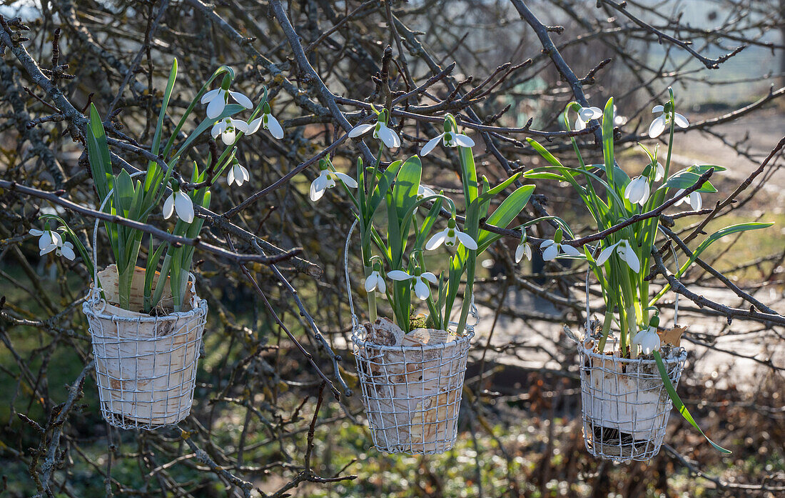 Schneeglöckchen (Galanthus Nivalis) in Drahtkorb in Birkenrinde eingewickelt, an Baum hängend