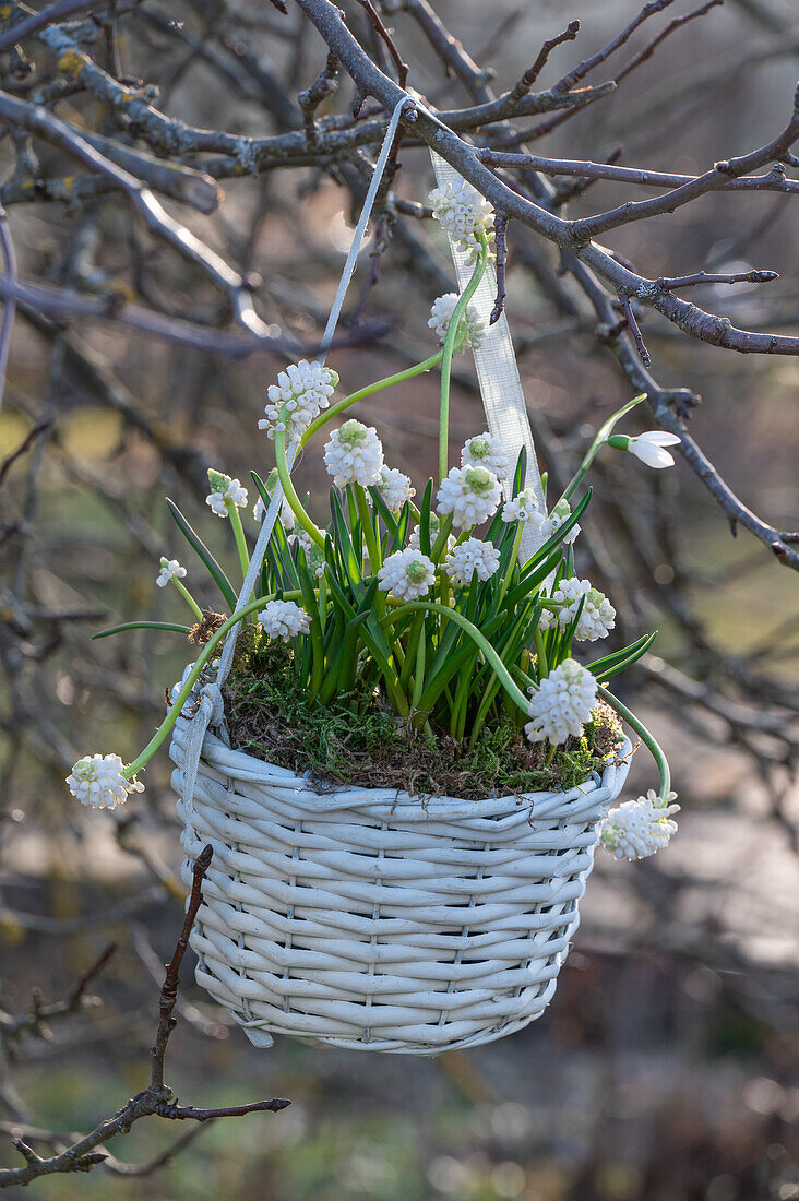 Grape hyacinth 'White Magic' (Muscari) in hanging basket hanging from tree