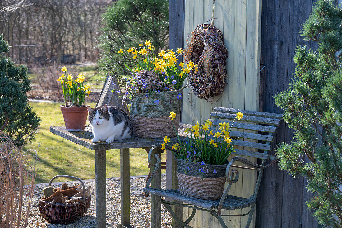 Narzissen 'Tete a Tete' (Narcissus) und Windröschen (Anemone blanda) in Körben auf der Terrasse und Katze