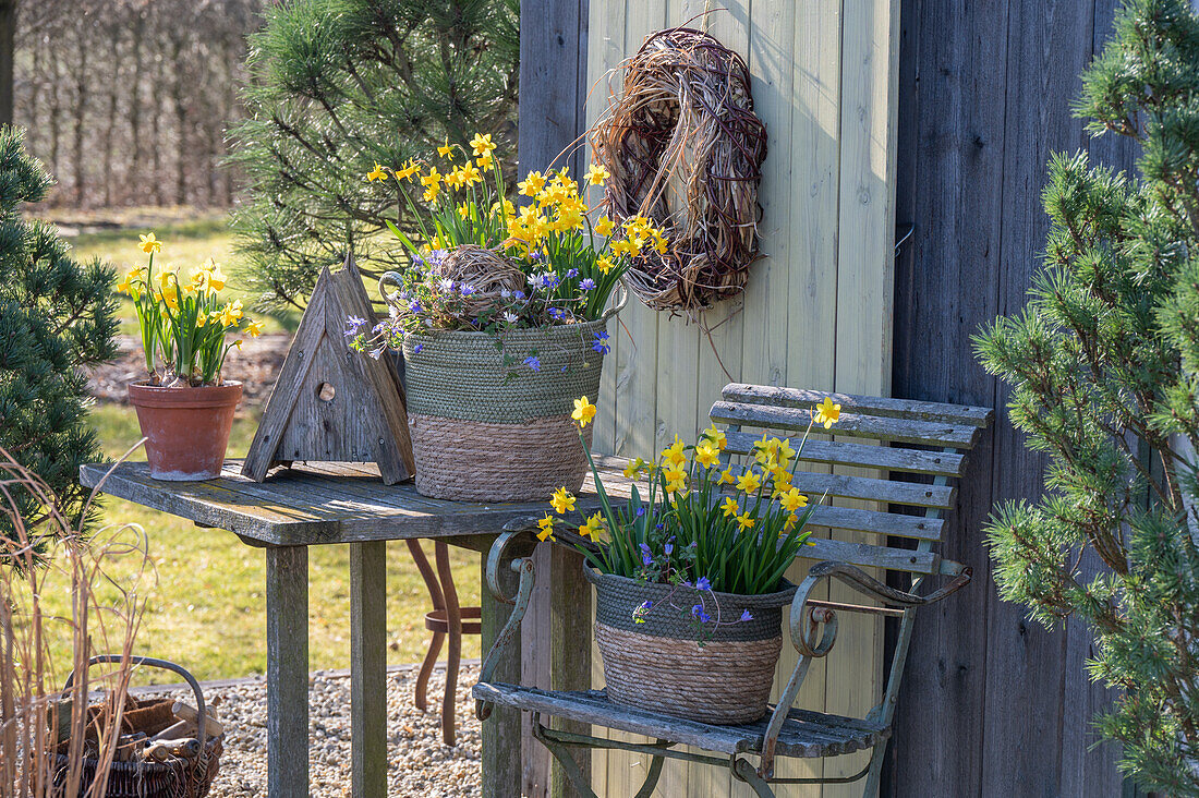 Narzissen 'Tete à Tete' (Narcissus) und Windröschen (Anemone blanda) in Körben auf der Terrasse