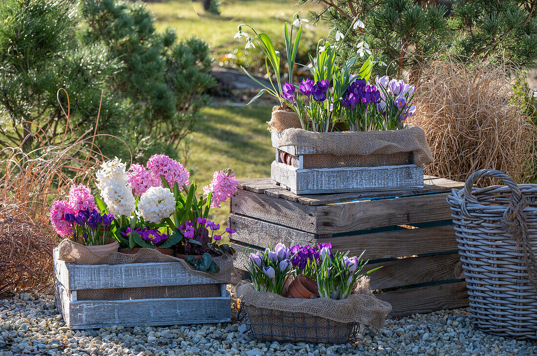 Crocus 'Pickwick' (Crocus), snowdrops (Galanthus nivalis) and hyacinths (Hyacinthus) in pots in a wooden box on the patio