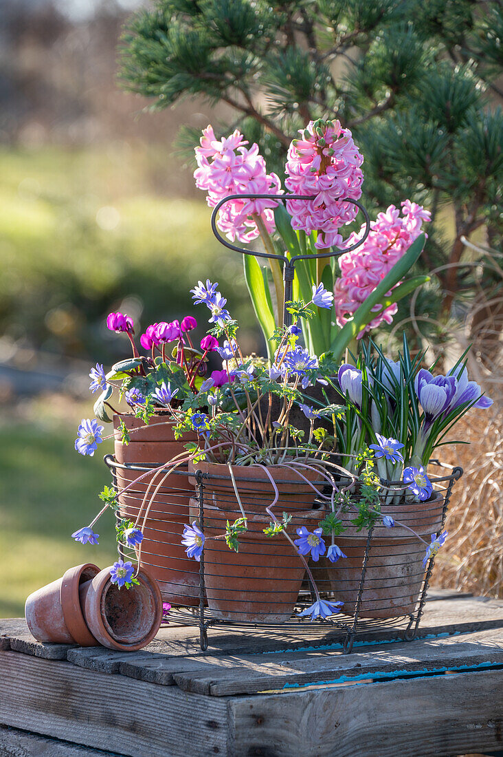 Crocus 'Pickwick' (Crocus), hyacinths (Hyacinthus), anemone (Anemone blanda), spring cyclamen (Cyclamen coum) in pots in a wire basket, close-up