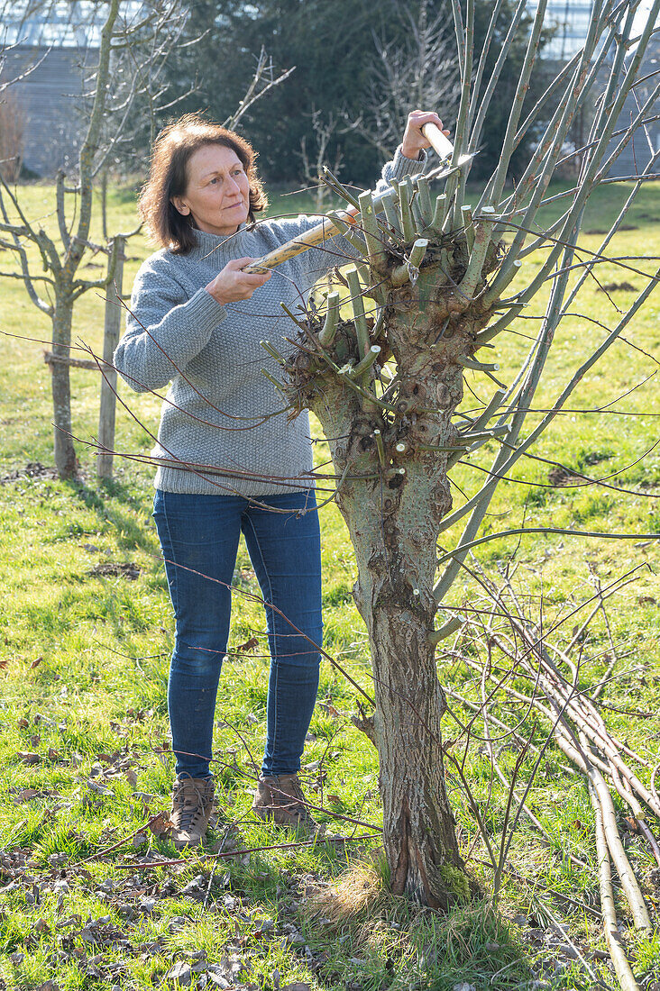 Cutting willow (Salix) in spring, woman gardening