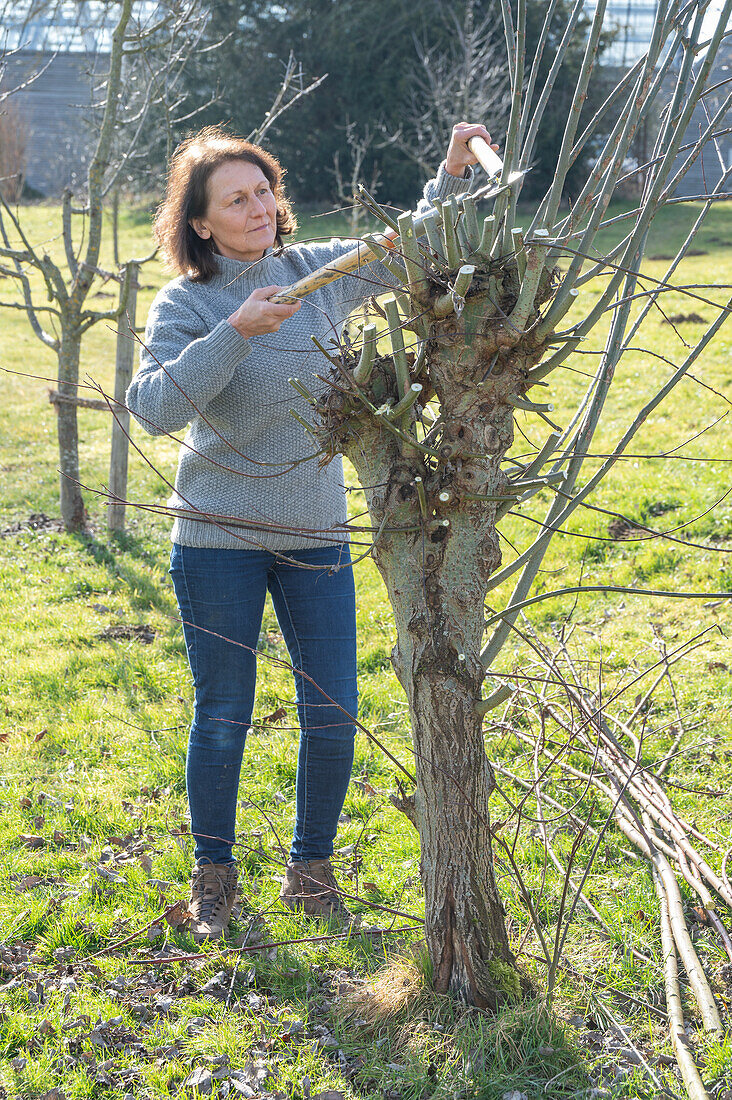 Weide (Salix) im Frühling schneiden, Frau bei Gartenarbeit