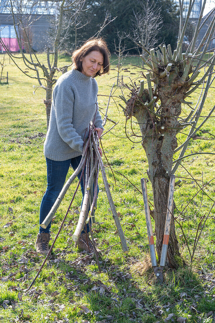 Pruning willow (Salix) in spring, woman gardening
