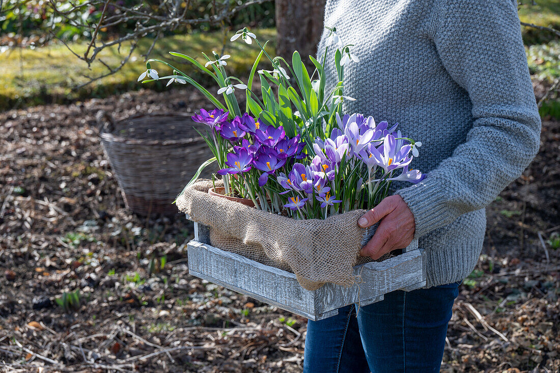 Frau trägt Krokus 'Pickwick' (Crocus), Schneeglöckchen (Galanthus Nivalis) in Holzkiste