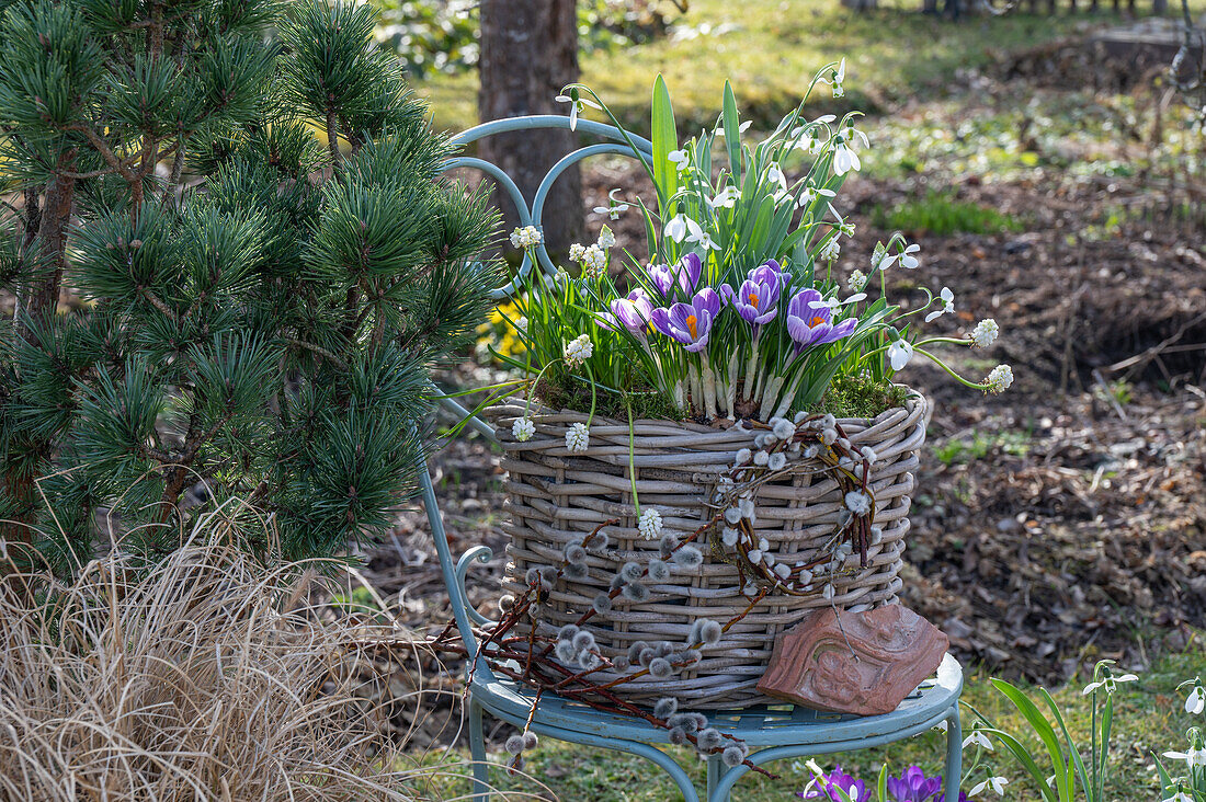 Crocus 'Pickwick' (Crocus), grape hyacinths 'White Magic' (Muscari), snowdrops (Galanthus Nivalis) in a basket in the garden