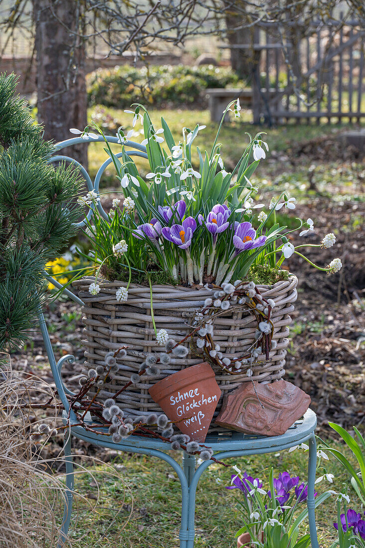 Krokus 'Pickwick' (Crocus), Traubenhyazinthen 'White Magic' (Muscari), Schneeglöckchen (Galanthus Nivalis) in Blumenschale im Garten