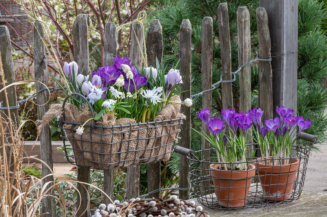 Crocus 'Pickwick' (Crocus) and grape hyacinth 'Magic White' (Muscari), Puschkinia (Puschkinia scilloides) cone flower hanging in wire basket on fence
