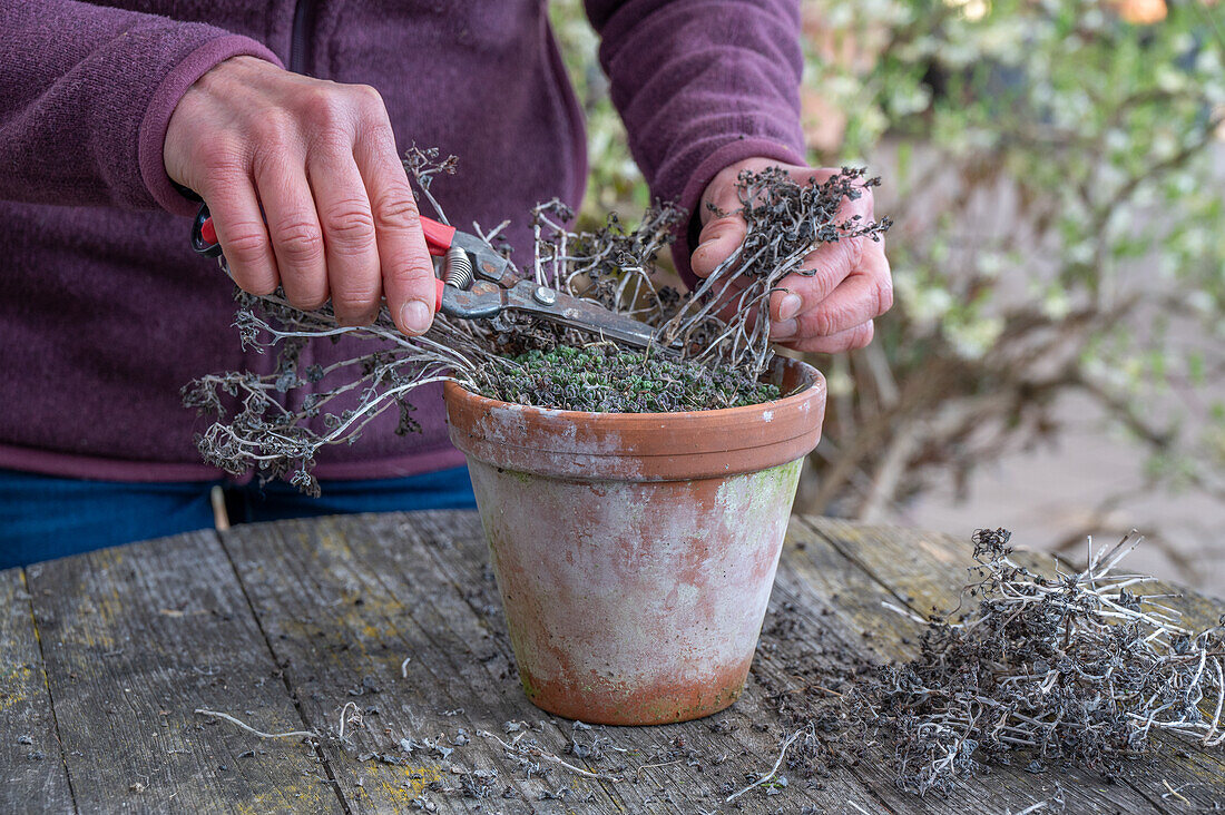 Rückschnitt von Mauerpfeffer nach dem Winter (Sedum sexangulare)