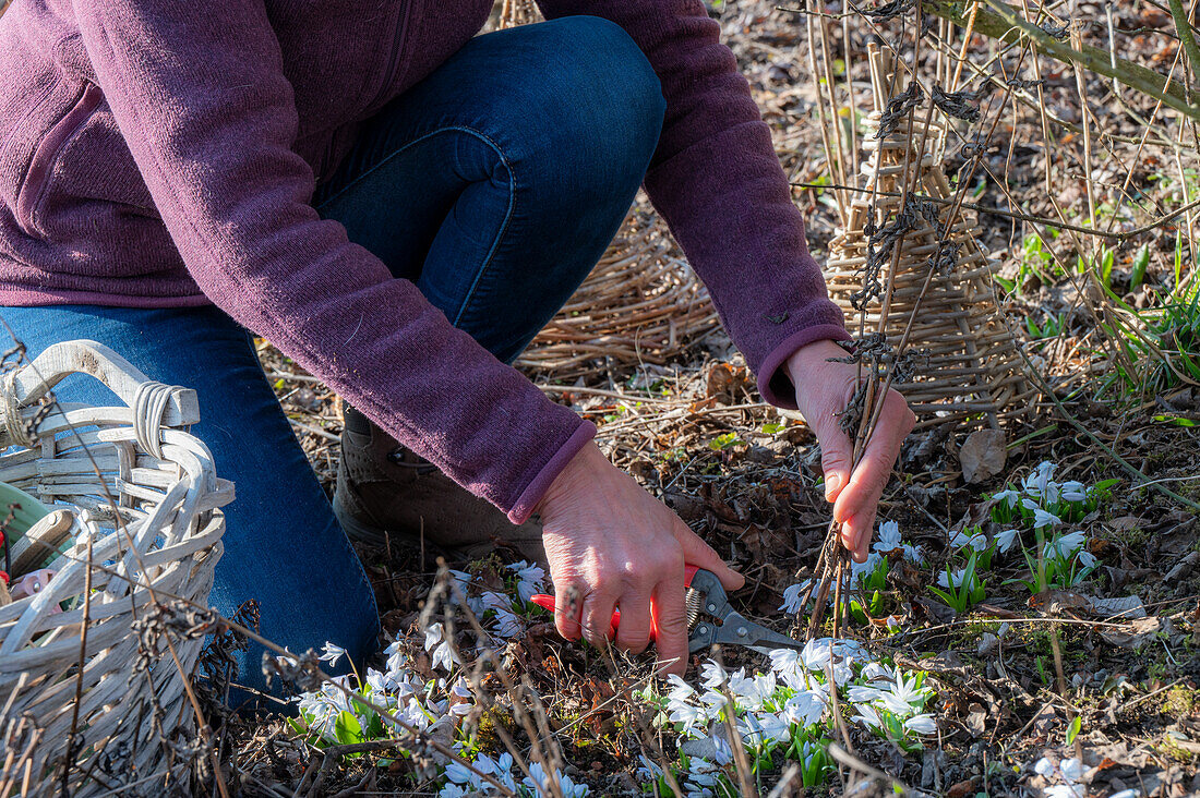 Woman doing spring cleaning in the garden, Pushkinia (Puschkinia scilloides) in the bed