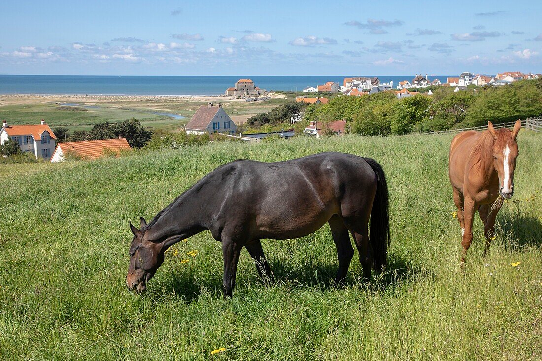 France,Pas de Calais,Ambleteuse,horses in a meadow