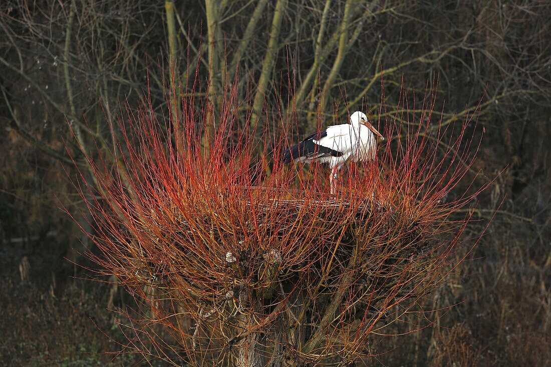 France,Haut Rhin,NaturOparC is the Center for the reintroduction of storks and otters from Hunawhir,The village is labeled the most beautiful villages in France