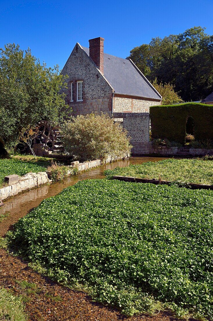 Frankreich,Seine-Maritime,Cote d'Albatre (Alabasterküste),Pays de Caux,Veules les Roses,ausgezeichnet als die schönsten Dörfer Frankreichs,ehemalige Mühlen und Brunnenkressebeete, die vom Fluss Veules durchflossen werden, der für die kurze Länge seines Laufs (1.100 m) bekannt ist