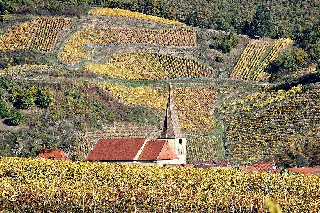 Frankreich,Haut Rhin,Niedermorschwihr,Weinberge im Herbst.