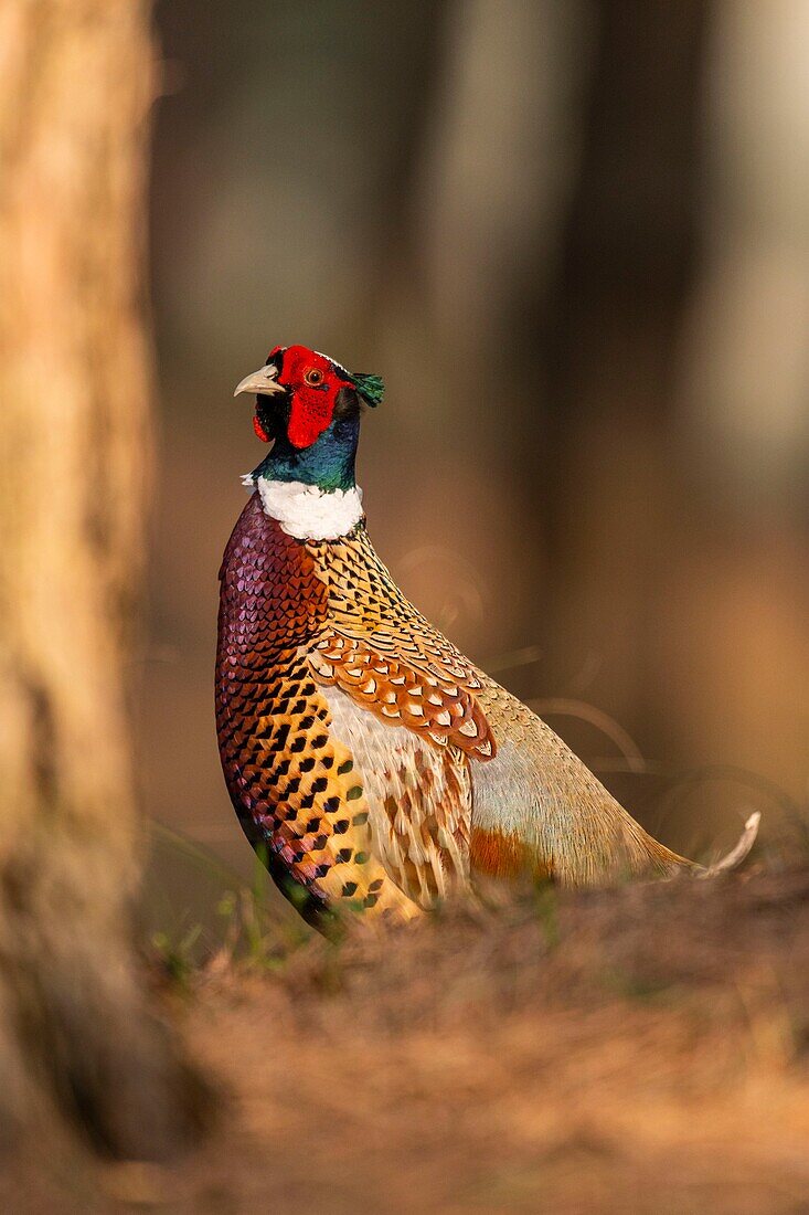 France,Somme,Baie de Somme,Baie de Somme Nature Reserve,Marquenterre Ornithological Park,Saint Quentin en Tourmont,Common Pheasant (Phasianus colchicus)