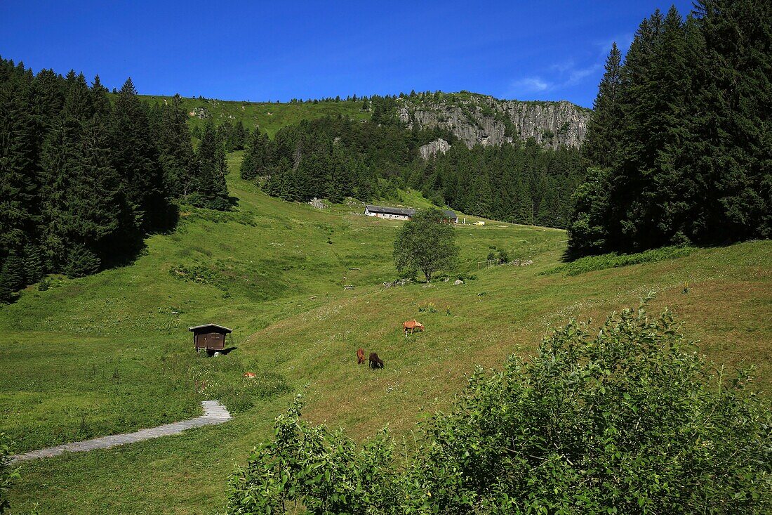 France,Haut Rhin,Massif des Vosges,At the edge of the lake or Soultzeren lake: small lake on the Alsatian side of the Vosges in the valley of Munster,It is located at the foot of the Tanet massif