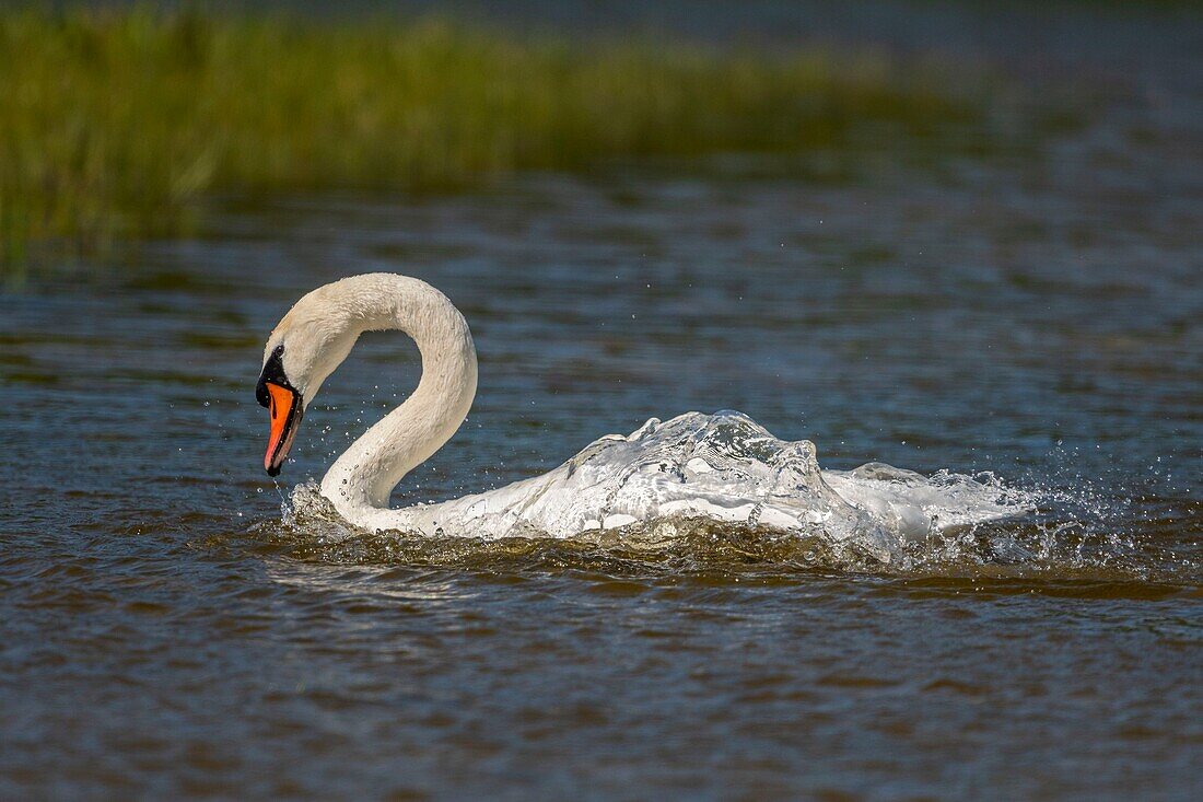 France,Somme,Bay of Somme,Nature Reserve of the Bay of Somme,Marquenterre Ornithological Park,Mute Swan (Cygnus olor) bath (Toilet)