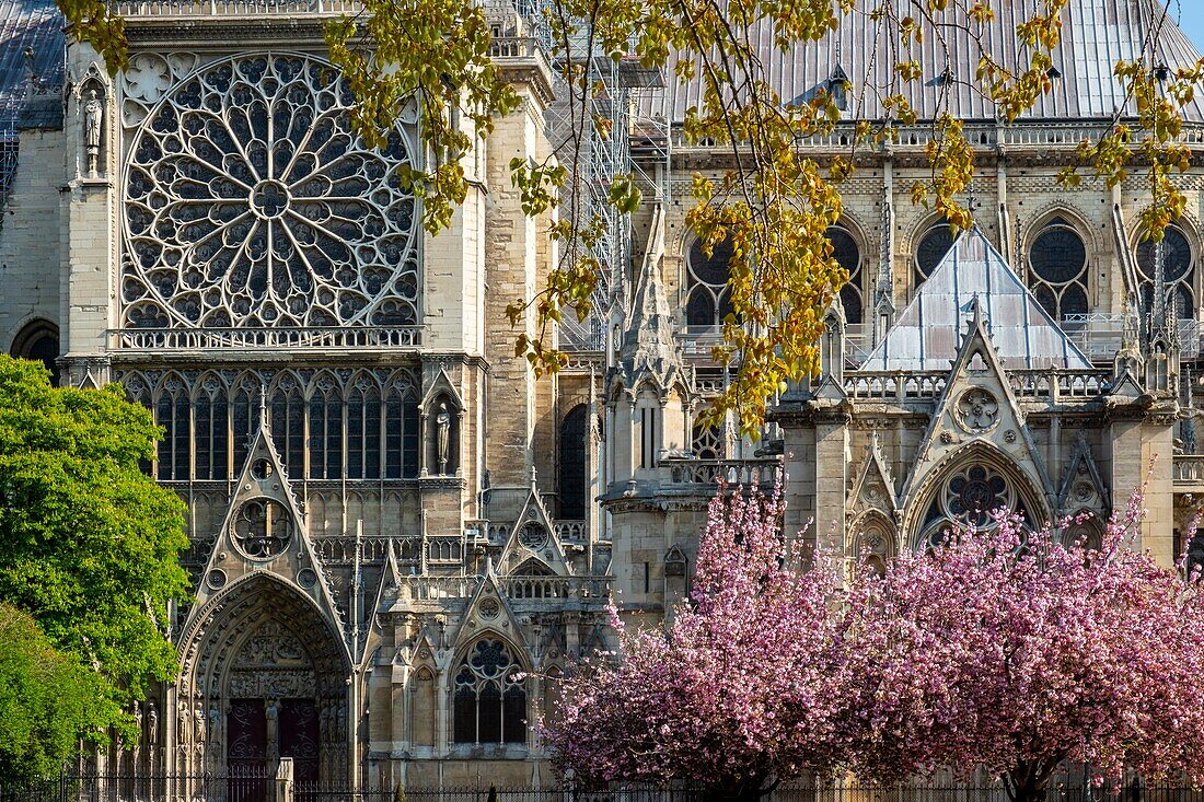 Frankreich,Paris,Weltkulturerbe der UNESCO,Ile de la Cité,Kathedrale Notre-Dame und Kirschblüten im Frühling