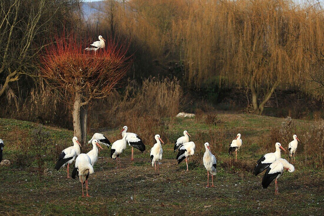 France,Haut Rhin,NaturOparC is the Center for the reintroduction of storks and otters from Hunawhir,The village is labeled the most beautiful villages in France