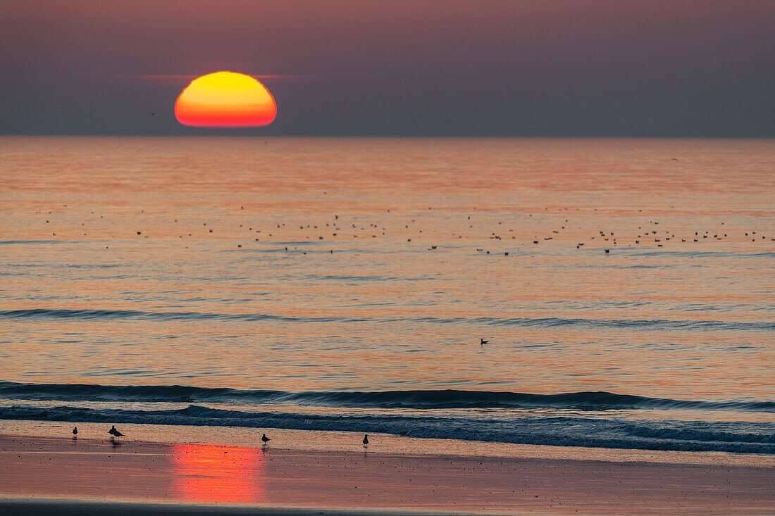 France,Somme,Bay of Somme,La Molliere d'Aval,Cayeux sur Mer,Sunset on the sea