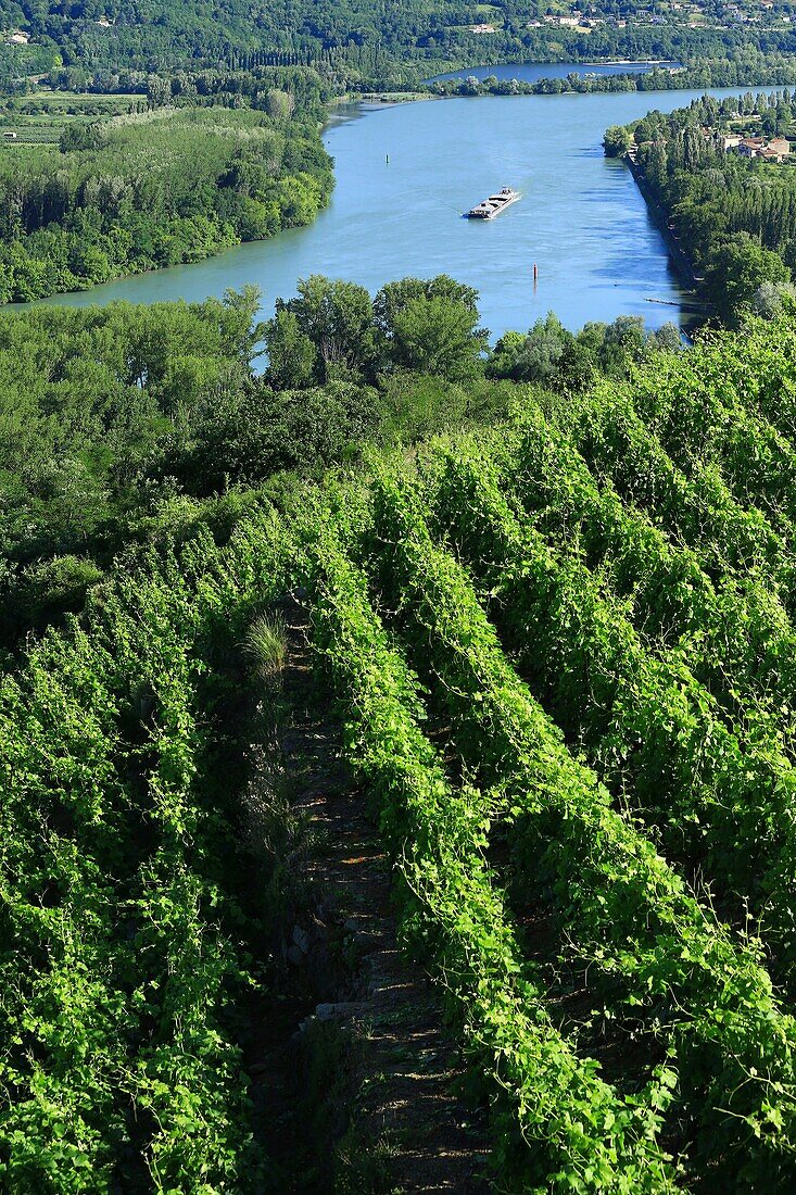 Frankreich,Rhône,Condrieu,und die Rhône,Cotes du Rhone,AOC Condrieu