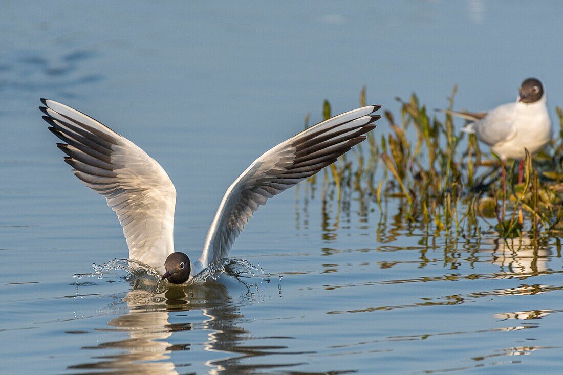 France,Somme,Baie de Somme,Le Crotoy,Black headed Gull (Chroicocephalus ridibundus) in breeding plumage