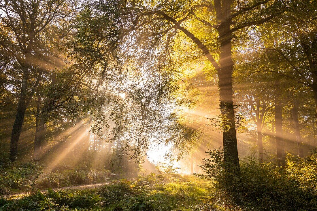 Frankreich,Somme,Wald von Crécy,Crécy-en-Ponthieu,Der Wald von Crécy und seine Buchen, die für die Qualität ihres Holzes berühmt sind (die Weißbuche von Crécy),im Frühherbst,während die Sonnenstrahlen den Nebel durchdringen