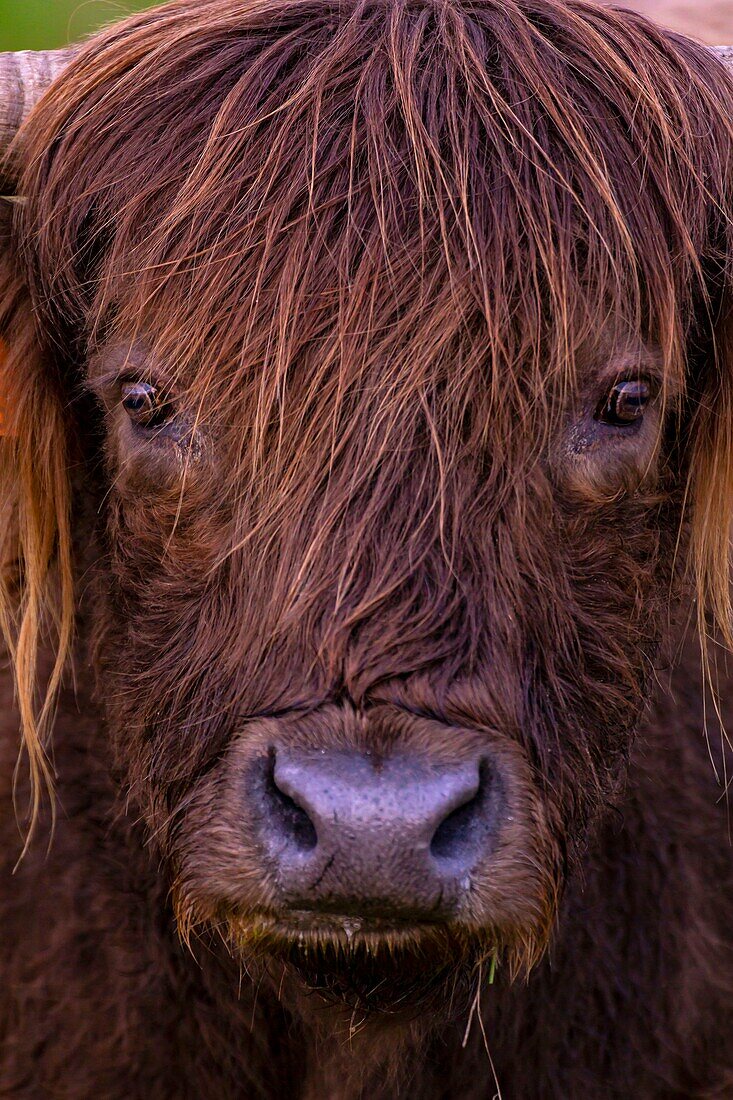 France,Landes,Arjuzanx,created on the site of a former lignite quarry,the Arjuzanx National Nature Reserve welcomes cranes and the highland cow,native of the highlands of Scotland